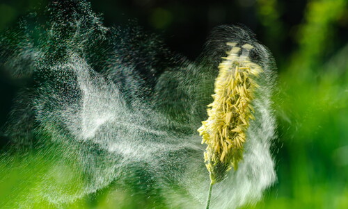 Achtung: Pollen-Alarm!
